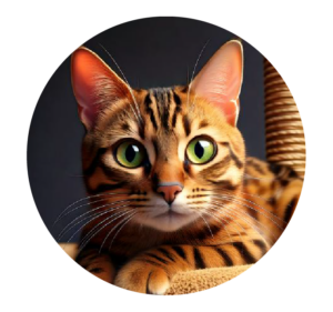 Chat bengal