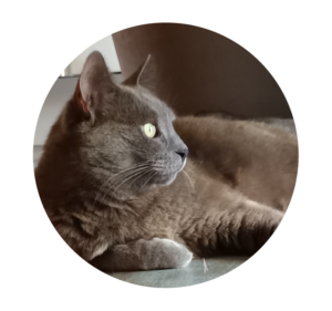 Chat gris