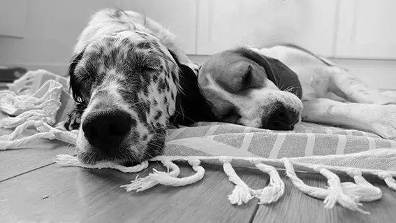 garde d'animaux, Rayan et Hawaï