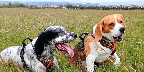 garde d'animaux, Rayan et Hawaï