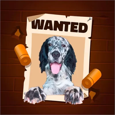 Rayan chien de Sandra